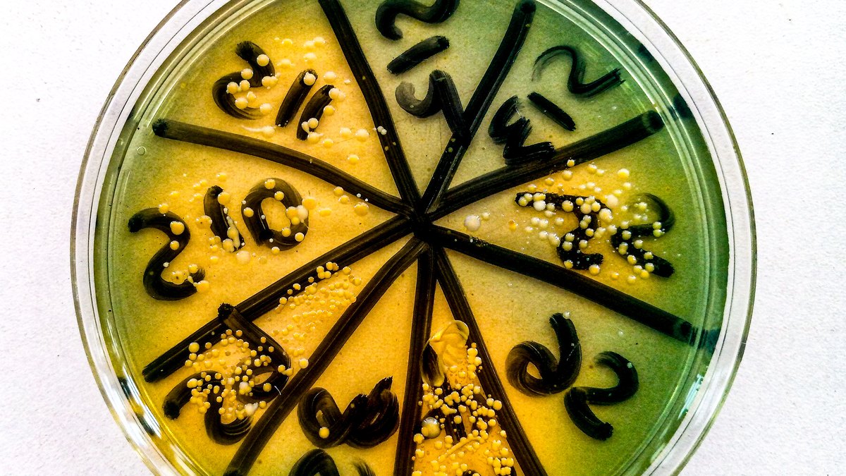 Gram-positive bacteria cultured on an agar plate — the antimicrobial context in which monolaurin (glycerol monolaurate) is studied by Panacea Bio Chem and Bogdan Dicoias