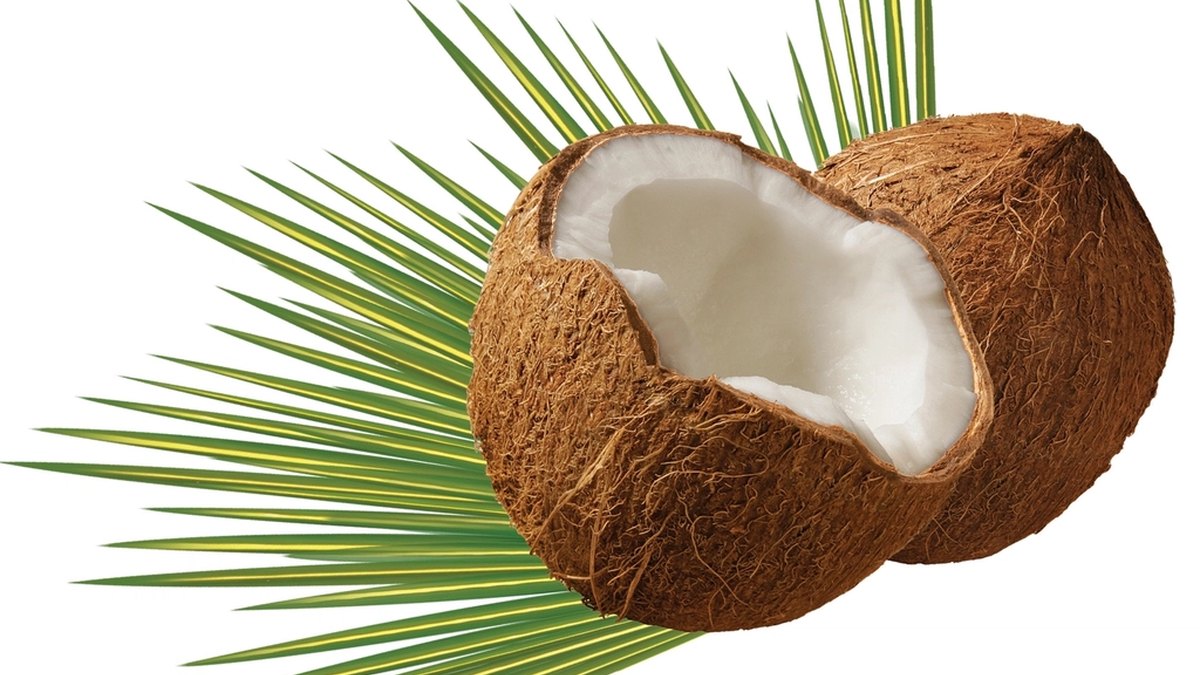 Open coconut and palm frond — coconut lauric acid is the natural source of monolaurin (glycerol monolaurate), studied by Panacea Bio Chem and Bogdan Dicoias